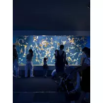 緑 四葉