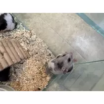 りりあ
