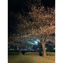 もも