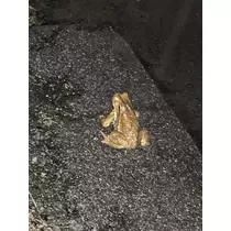 七星 夏純
