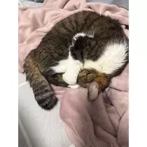 メイ
