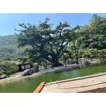 へべれけ酔拳あや