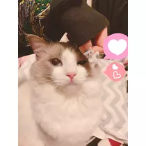 あこ