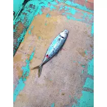 いおり