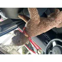 まなか