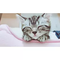 夢乃 サラ