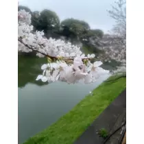 あおい