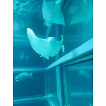 七星 夏純