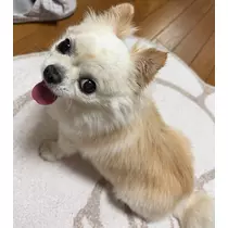 セララ