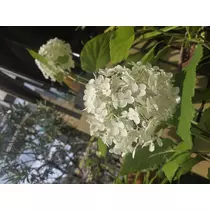 あおい