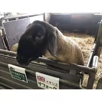 長瀬 純恋