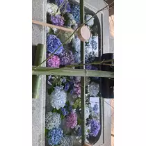 花宮 さくら