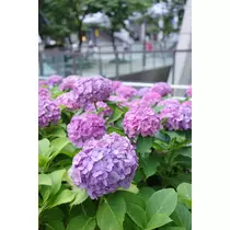 ミユ