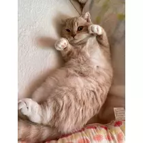 あおい