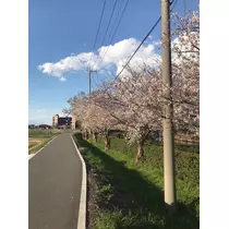 はつね