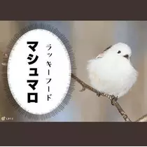 ひな