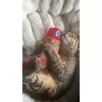 のぞみ