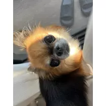 めい