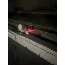 あいら
