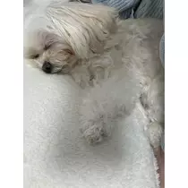 ゆきの