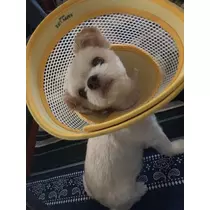 かほ
