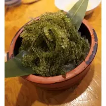 ナミ