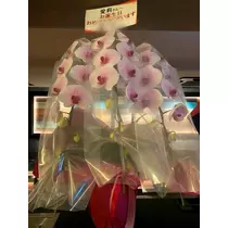 白石 愛莉