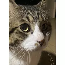 ほのか
