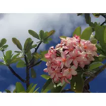 ゆり