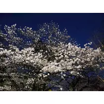 エミ （スタッフ）