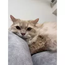 花咲 るり