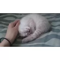 ひな
