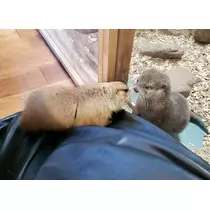 りか