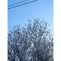 りえ