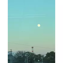 ゆり