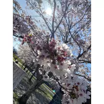 りん