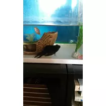 一条 まい
