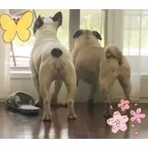 さくら