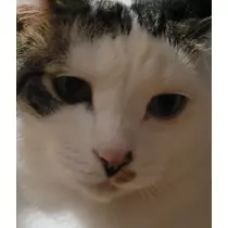 れおな