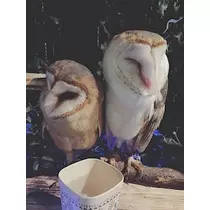 さくら