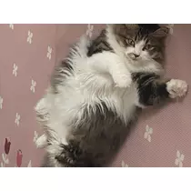 翠