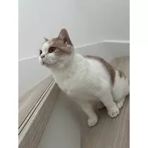 妃 えりな