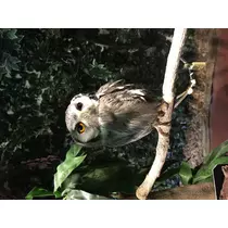 仁華