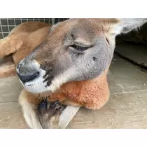 華宮 りりあ