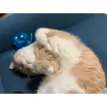 足立 はな