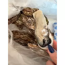 橘 美咲
