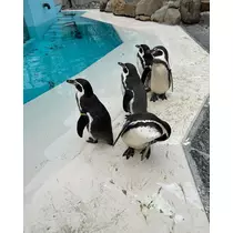 みつき