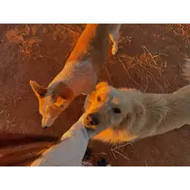 ねね