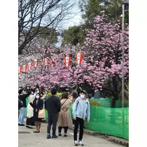 ゆきの