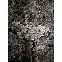 ゆい